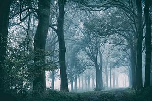 Bomen in de mist.