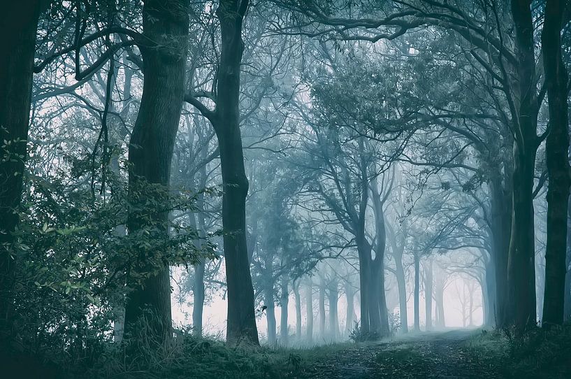 Trees in the fog. by Ellen Driesse