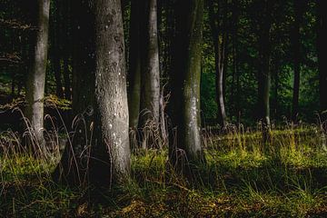 Lever de soleil dans la forêt sur Frans Nijland