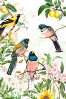 Tropische vogels