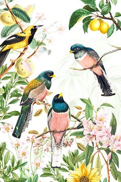 Tropische vogels van Evavisser