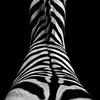 Zebra van peter reinders