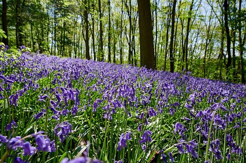 flowering bluebells in the woods