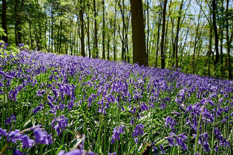 flowering bluebells in the woods by Jürgen Ritterbach