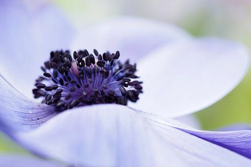 Close-up van een Anemone Coronaria "Mr Fokker" . 