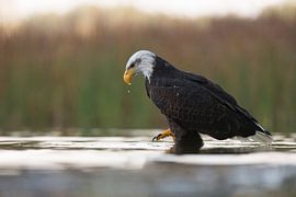 Weißkopfseeadler ( Haliaeetus leucocephalus ) auf der Jagd, jagt im flachen Wasser nach Fisch / Beu sur wunderbare Erde