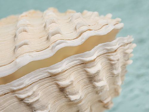 Een stukje schelp met zachte blauwgroene achtergrond