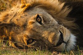 Les yeux d'un guerrier