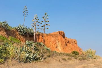 Landscape with Agave at portuguese rocky mountain van Ben Schonewille