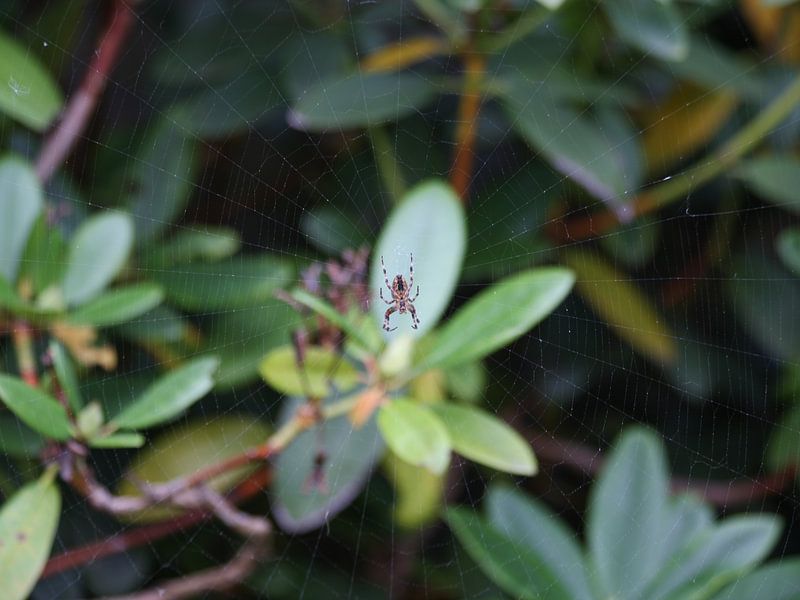 Spider by Jelle Thijssen