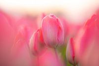 Tulp