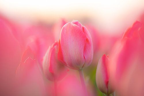 Tulp