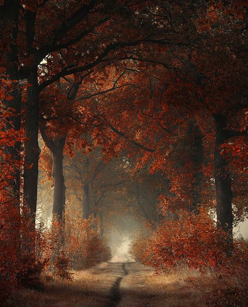 A warm welcome von Rob Visser