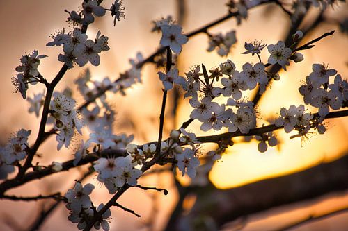 Witte kersenbloesems op een tak met zonsondergang op de achtergrond