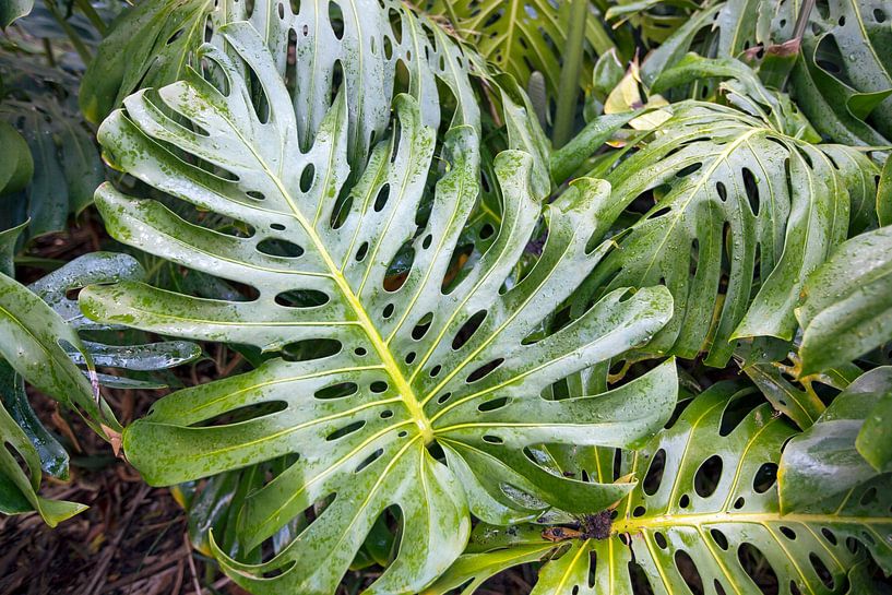 Großes Blatt einer exotischen Pflanze von Helga Kuiper