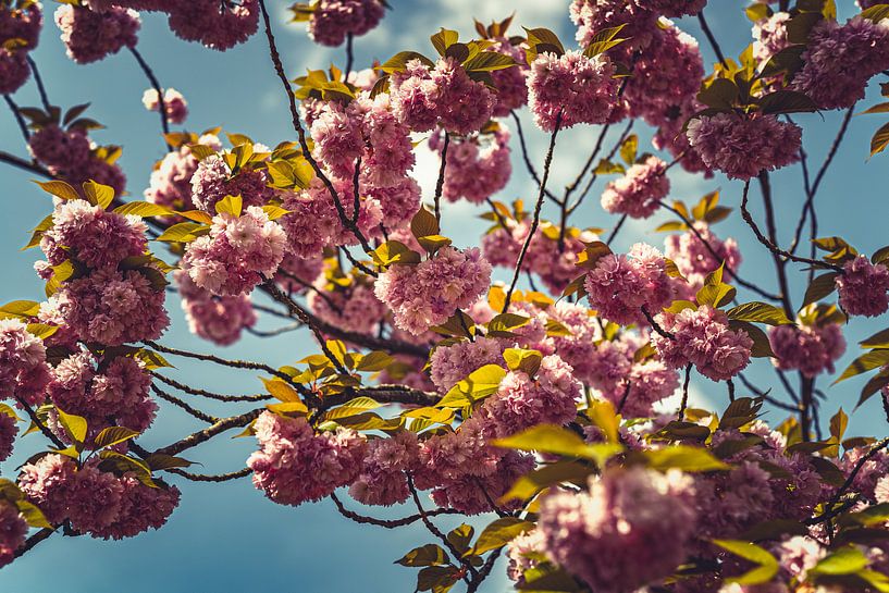 Blossom power: A Spring Pink Expedition 06 by FotoDennis.com | Werk op de Muur