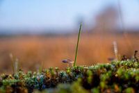 Bevroren paddenstoel en mos in heide van Utrechtse Heuvelrug bij zeist, utrecht, Nederland