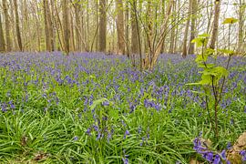 Wilde Hyazinthen im Wald von Raspaille