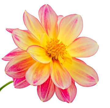 Macro of a dahlia flower on white background by ManfredFotos