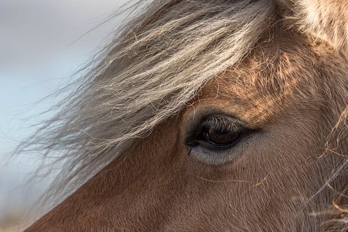 Oog van een Fjord paard