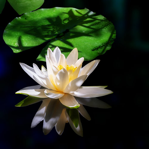 Nénuphar blanc sous une grande feuille de nénuphar verte