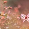 Pretty in pink: veenbes, flowerpower sur Natuurfotografie_simoneopdam