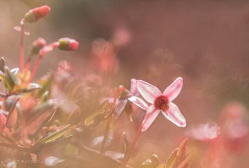 Pretty in pink: veenbes, flowerpower van simone opdam