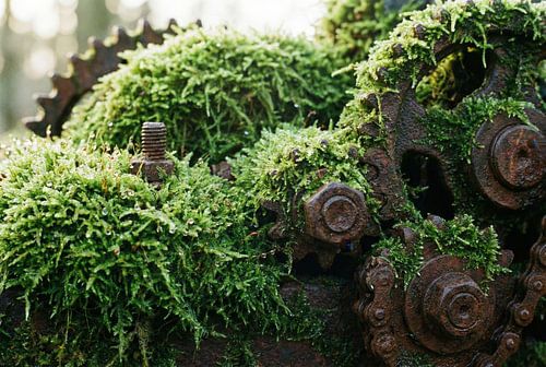 Moss growing on old rusty industrial gears and chain