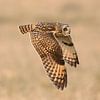 Sumpfohreule im Flug von Inge Duijsens