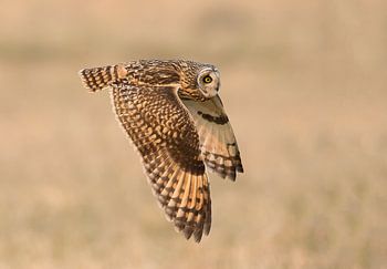 Sumpfohreule im Flug