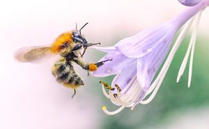 Wesp op zoek naar nectar van Martijn van Dellen