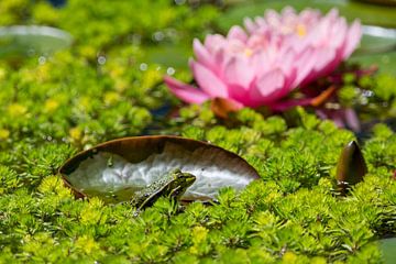 pond with a pink water lily and a frog