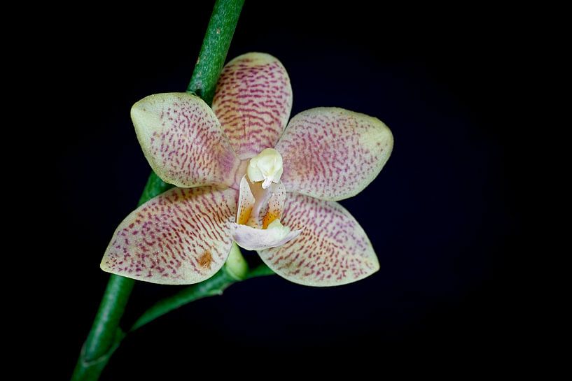 orchidée en fleur par Heiko Kueverling