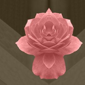 Roze roos van Corina Scheepers-de Mooij