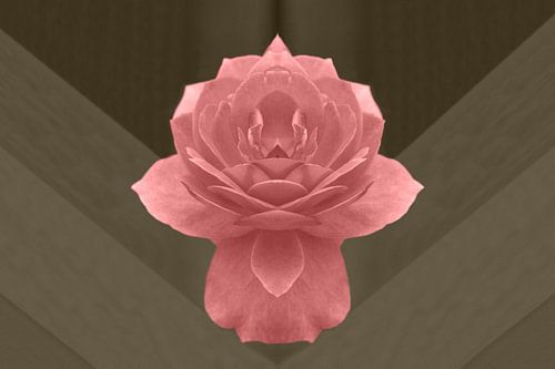 Roze roos