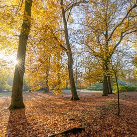 Herbst im Wald von Robert van der Eng
