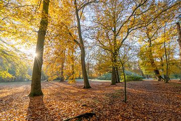 Autumn in the forest by Robert van der Eng