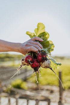 Ein farbenfrohes Foto von gerade aus dem Boden gepflückten Rüben | Naturfotografie | Limburg