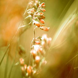 GOLDEN SPANGLES  von Pia Schneider