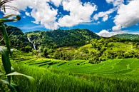 Magische rijstvelden en waterval, ricefields with waterfall van Corrine Ponsen thumbnail