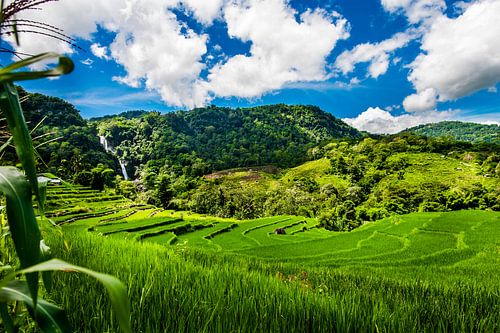 Magische rijstvelden en waterval, ricefields with waterfall