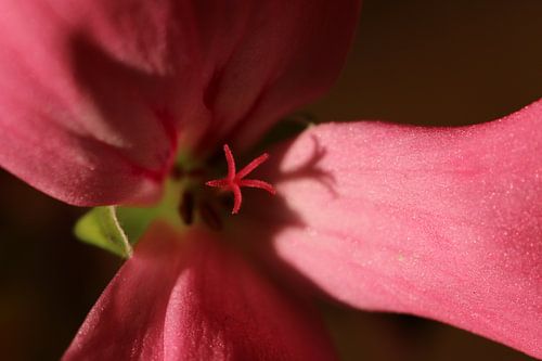 Geranium up close