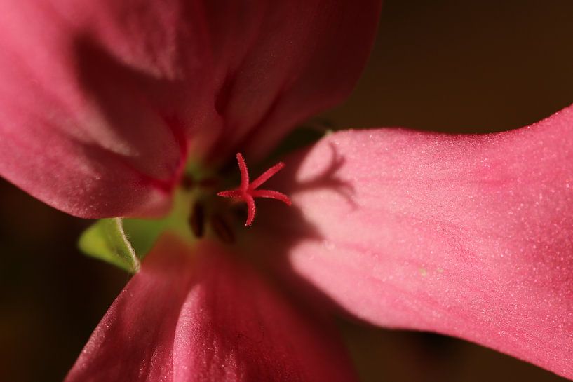 Geranium up close by Pim van der Horst
