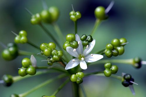 Bärlauchblüte