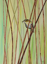 Rietzanger in het riet