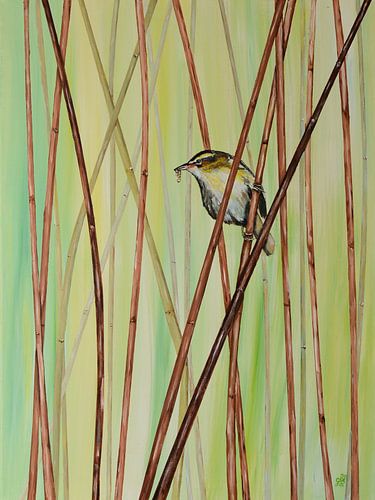 Rohrsänger im Schilf