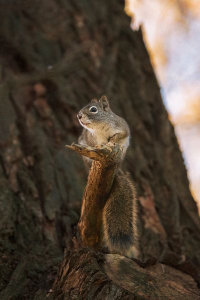 Portret van een eekhoorntje van Maria-Maaike Dijkstra
