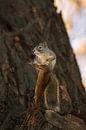 Portret van een eekhoorntje van Maria-Maaike Dijkstra thumbnail