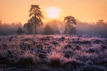 Word wakker als de zon opkomt ...