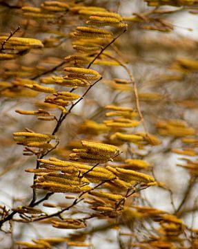 Gouden staafjes aan de boom van Foto Studio Lyn Labie